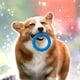 thumbnail image 1 of Anillos interactivos de entrenamiento para perros | Juguetes anti-mordiscos para aliviar la tensión | Juego de rompecabezas de plástico resistente a las mordeduras para estimulación mental y a, 1 of 5