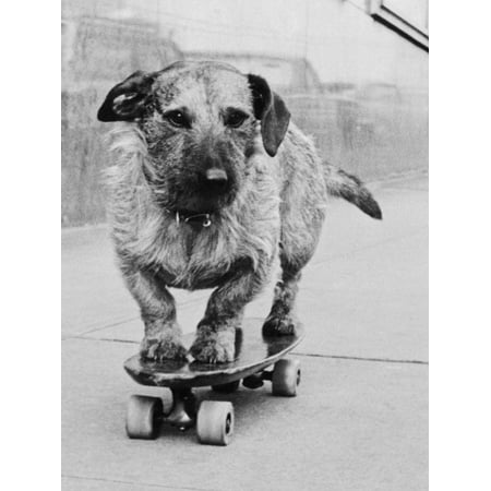 Dog Riding Skateboard Print Wall Art By Bettmann (Best Cities For Skateboarding In The Us)