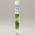 thumbnail image 2 of Microspora, Living Green Algae Culture, Sufficient Materials For 30 Students, 2 of 3