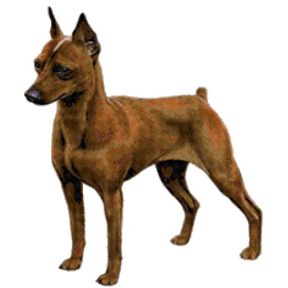 Miniature Pinscher Dog Counted Cross Stitch Pattern
