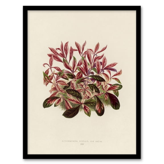 Vintage Botanical Dwarf Copperleaf Fawcett Framed Wall Art Print 12X16"