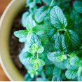 thumbnail image 4 of Mojito Mint Plant Live for Planting, Mojito Fresh Herb Mint, Mint for Home Garden Growing, 2-4 Inch Tall, 4 of 8