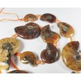 thumbnail image 4 of 12x14mm - 25x30mm Ammonite Fossil Pieces Graduated Beads For Jewelry Making, 4 of 6
