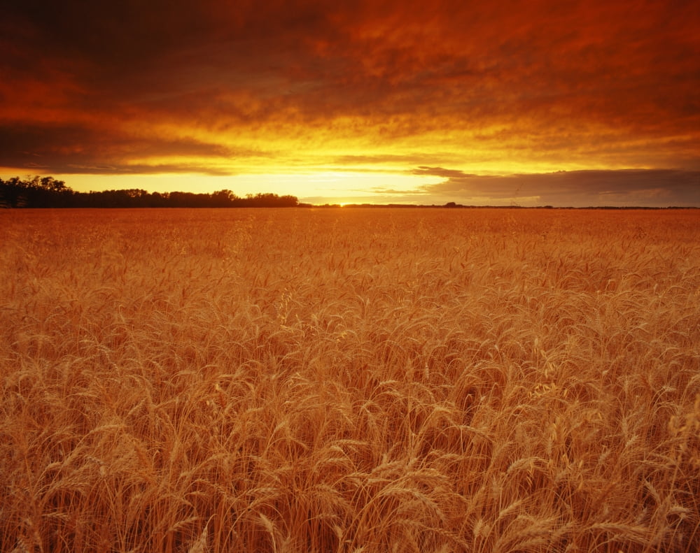 Sunset Over Wheat F