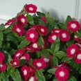 thumbnail image 2 of Vinca Pacifica XP Halo Burgundy Seed, 2 of 4