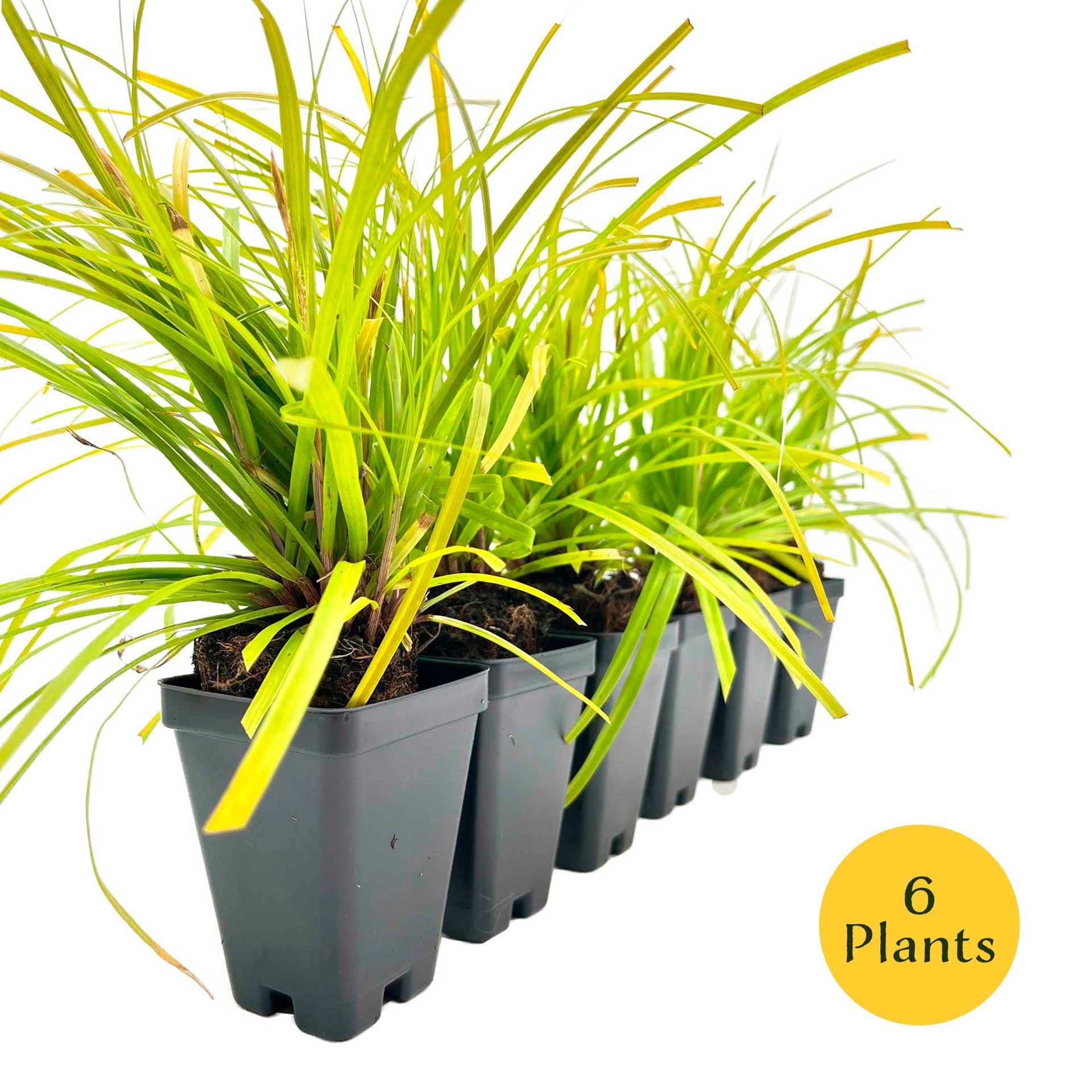 6 Everillo Sedge Grass – Evergreen Clumping Ornamental Grass with Arching Golden Foliage for Shade, Borders & Containers (Carex oshimensis ‘Everillo’) in 3.5″ Cubes, Live Plants