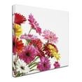 thumbnail image 2 of Trademark Fine Art 'Gerberas II' Canvas Art by The Macneil Studio, 2 of 3