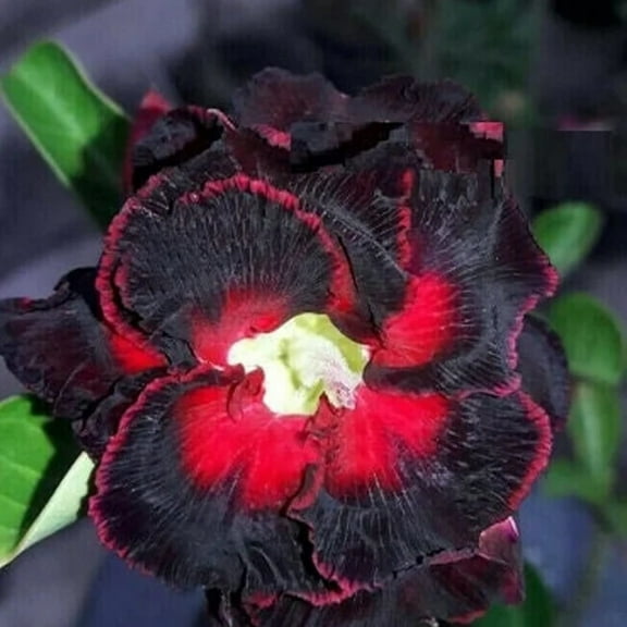 8 Black Lover Desert Rose Seeds Adenium Obesum Flower Perennial Flowers Exotic 535