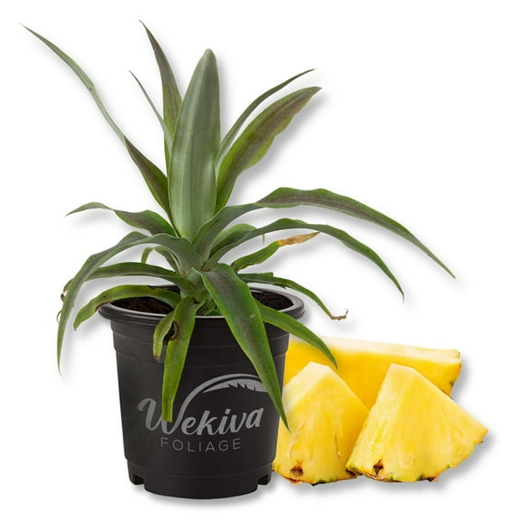 Florida Special Pineapple Plant - Live Plant in a 4 Inch Growers Pot - Ananas Comosus - Edible Fruit Tree for Patio and Garden