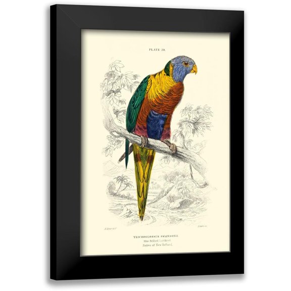 Lizars, W.H. 11x14 Black Modern Framed Museum Art Print Titled - The Naturalists Library III
