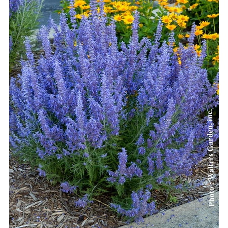 Russian Sage Perovskia atriplicifolia – Drought-Tolerant Perennial with Aromatic Silvery Foliage & Lavender Blue Flowers – Attracts Pollinators, Ideal for Garden Borders &