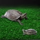 thumbnail image 3 of Terraza de tortuga Plataforma para tomar el sol Tanque Isla flotante Césped de simulación (M) Ndcxsfigh Nuevos Originales, 3 of 9
