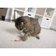 thumbnail image 3 of Juguete de Peluche SmartyKat ratón Hinchable para Gatos Talla única, 3 of 10