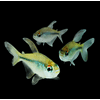 Diamond Tetras Add-on Collection 3pk