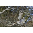 thumbnail image 2 of Delisle, Gilles 18x13 White Modern Wood Framed Museum Art Print Titled - Canada, Quebec, Beauport Great gray owl flying, 2 of 4
