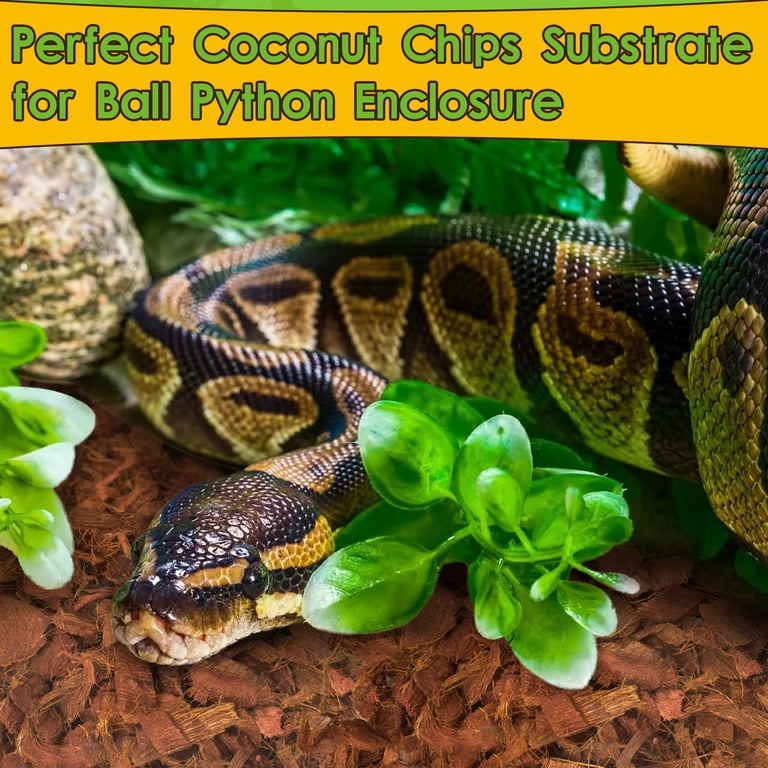 Halatool 2 Pack Snake Bedding Natural Coconut Chips Substrate 2.2 LB  Coconut Husk for Reptiles Tank Terrarium Substrate for Ball Python Frog  Gecko - Walmart.com