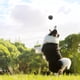 thumbnail image 5 of Paquete de 4 pelotas de tenis avanzadas para entrenamiento de perros con bolsa de malla para facilitar su transporte, ideales para principiantes, 5 of 5