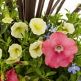 thumbnail image 2 of Proven Winners 2.5gal Multicolor Bermuda Skies Calibracho Lobelia Petunia Live Annual Plant Sun, 2 of 7