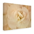 thumbnail image 4 of Trademark Fine Art 'Amber Begonia Flower' Canvas Art by Cora Niele, 4 of 4