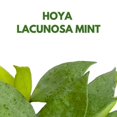 thumbnail image 2 of BubbleBlooms Hoya Lacunosa Mint 2 inch, 2 of 9