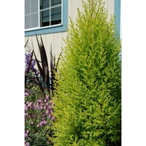 RedCrocus Wilma Goldcrest Monterey Cypress-Evergreen plant for garden  1 Gallon