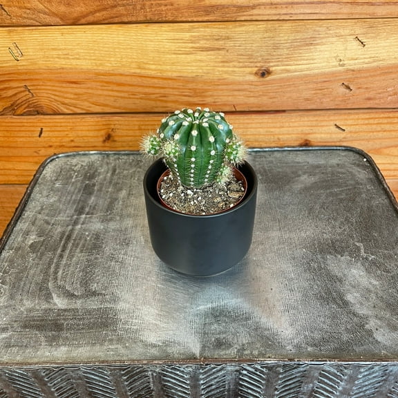Echinopsis Subdenudata Oxygona, 2" Plant, The Plant Farm