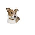 thumbnail image 3 of CafePress - Jack Russell Mom Pajamas - Women's Dark Pajamas, 3 of 4