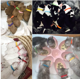 thumbnail image 5 of Collar de perro de 15 piezas, collar de identificación de cachorro, collar de cachorro ajustable, cinta de cachorro, collar de identificación de cachorro ajustable L 35cm JAMW Sencillez, 5 of 5