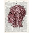 thumbnail image 2 of Art In Motion  Vintage Anatomy Brain Poster Print by Christopher James, 18 x 24 - Large, 2 of 2