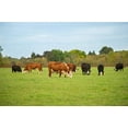 thumbnail image 2 of Barenbrug 92620 Equine & Forage Overseeding Mix 25 lb., 2 of 3