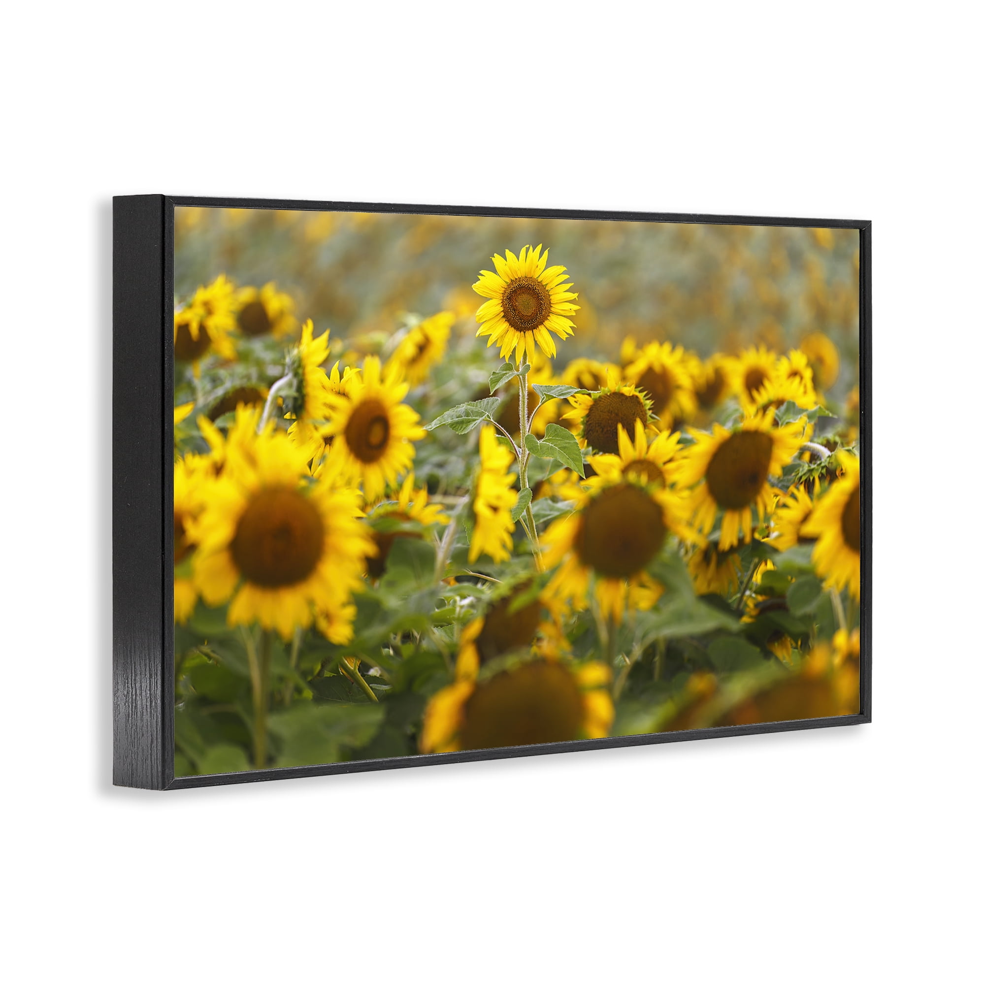 Central Sunflower in Meadow Black Framed Giclee Art, design by Andy Crawford