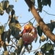 thumbnail image 5 of Eigraketly Cabezal de recogedor de fruta ligero de línea suave para una fácil instalación, recogedor de fruta de cesta profunda de metal Jardín y Patio rojo, 5 of 6