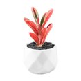 thumbnail image 2 of Visland Artificial Succulent Plants in White Ceramic Pots, Mini Potted Fake Succulants for Home Office Desk Decoration, 2 of 2