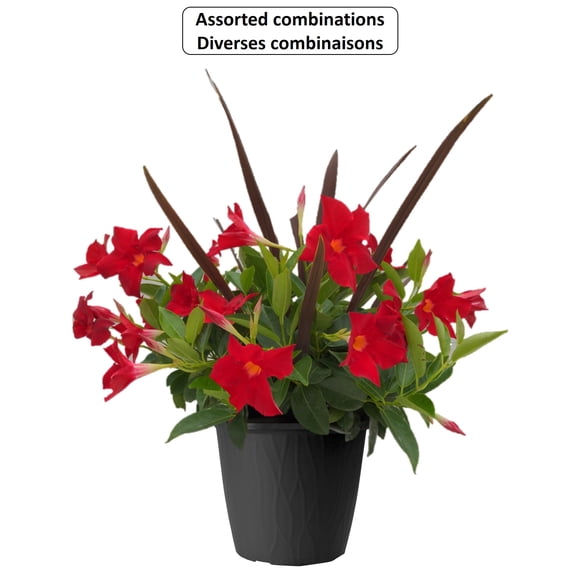 Rio #10 Dipladenia Planter Flowering Annuals, Assorted Colours & Varieties, Outdoor Live Plants for Home Garden