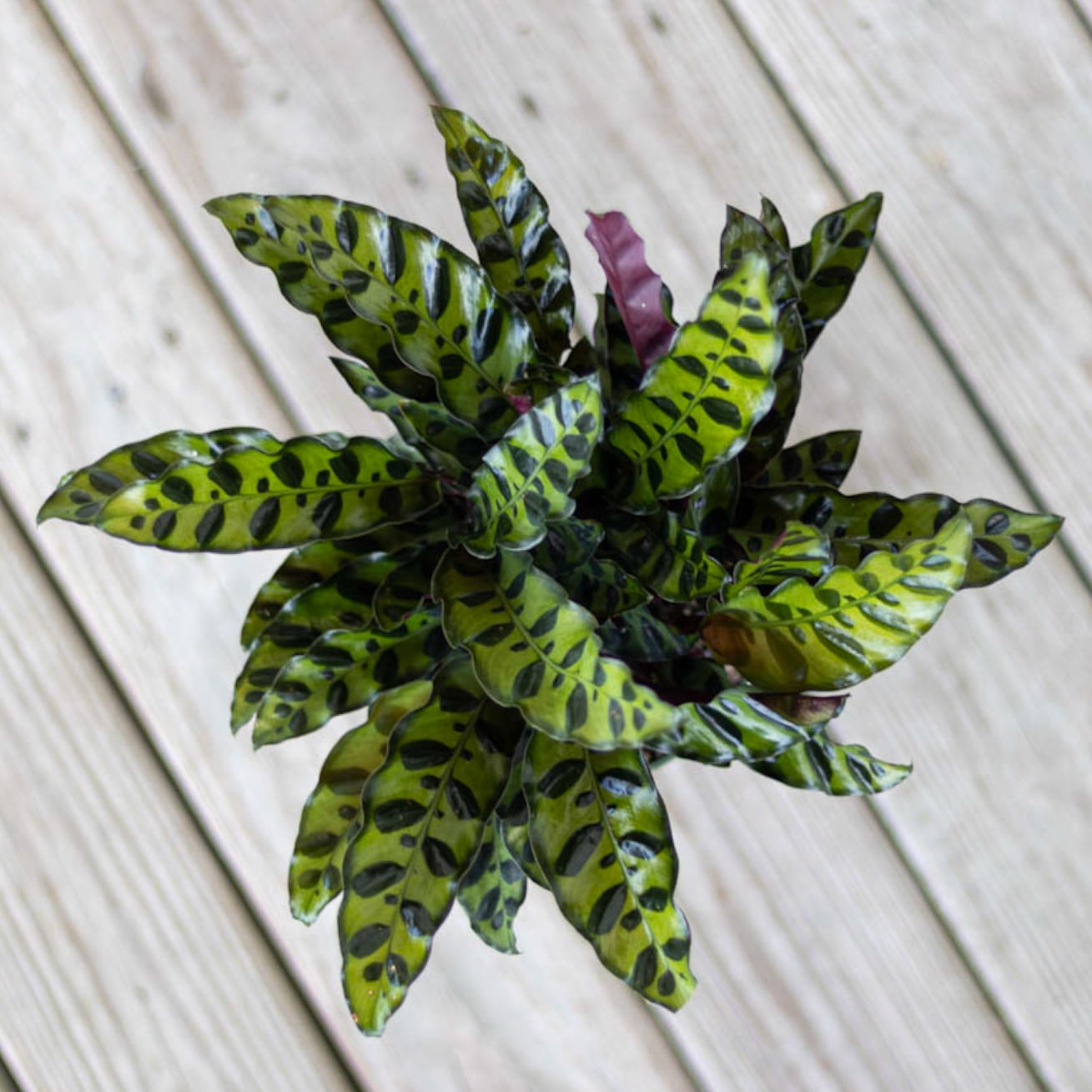 United Nursery Live Calathea Rattlesnake in 6 inch Grower Pot, Pet-Friendly, Requires Indirect Light