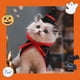 thumbnail image 4 of Juego de 2 conjuntos de capas de Halloween, conjuntos de capas de Halloween, capas para perros y gatos, conjuntos de sombreros, decoraciones, 4 of 5