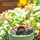 thumbnail image 5 of 3 piezas de microplantas de resina, cactus para decoración del hogar, cactus artificiales, figuras en miniatura para jardín, suculentas artificiales, cactus de resina, 5 of 7