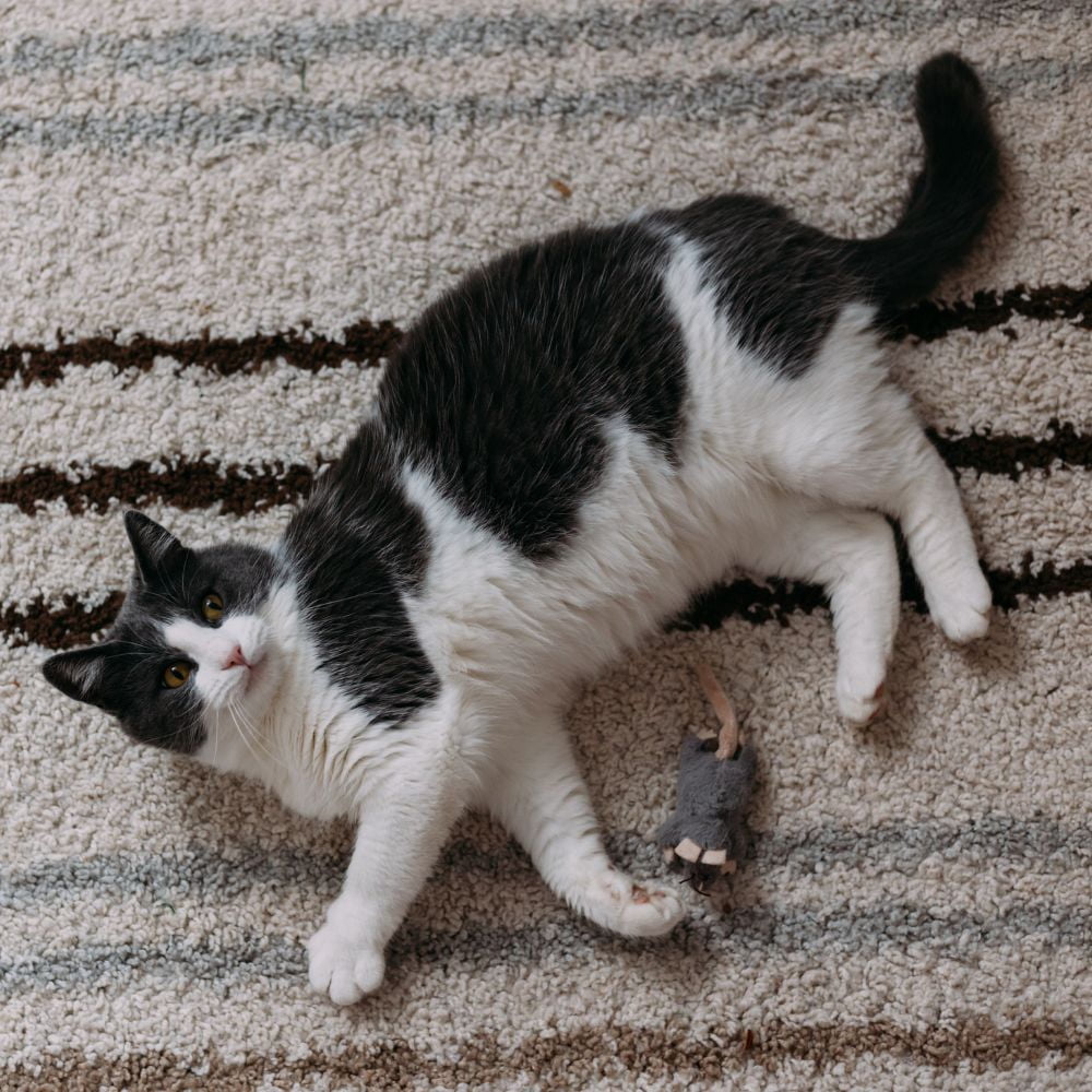 Fancy Feast Adult Cat Food 4 Flavor Grilled Sampler - 2 Each: Chicken Hearts and Liver,  Salmon and Sole, Chicken and Beef, Chicken (3 oz.) | MerlinsMart Zine & Catnip Toy