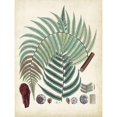 thumbnail image 3 of Unknown 19x24 Black Modern Framed Museum Art Print Titled - Collected Ferns I, 3 of 5