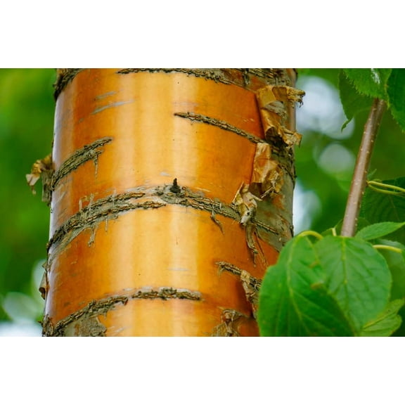 Amur Chokecherry Tree Seeds for Planting - 30 Seeds - Prunus maackii, Prized for it Exotic Looking Bark