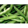 thumbnail image 5 of Blue Lake Bush Green Bean Seeds, 50+ Heirloom Seeds Per Packet, Non GMO Seeds Botanical Name Phaseolus vulgaris, 5 of 6