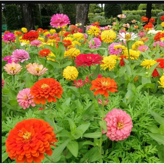 Zinnia Dahlia Cosmos Sensation Marigold Kilimanjaro White Seed Bundle Beginner Garden Non-GMO