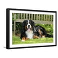 thumbnail image 1 of Bernese Mountain Dog Lying Down on Grass, Animals Botanical Scenic Framed Art Print Wall Art Sold by Art.Com, 1 of 5