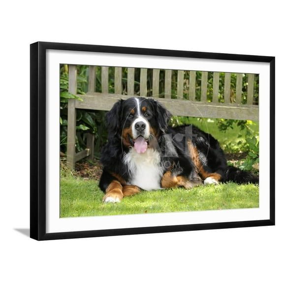 Bernese Mountain Dog Lying Down on Grass, Animals Botanical Scenic Framed Art Print Wall Art Sold by Art.Com