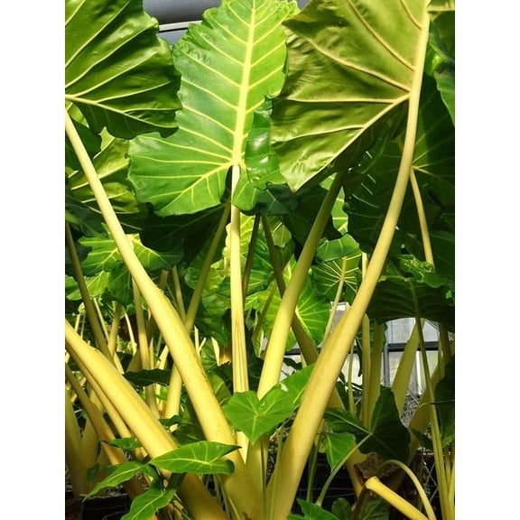 RedCrocus Alocasia 'Lutea' Elephant Ear Tropical Plant - Large Foliage, Versatile for Garden & Indoor Use, Pest & Deer Resistant  10" Pot