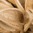 thumbnail image 4 of Vickerman 12-16" Bleached Star Pod, Extra Large, 4 of 4