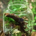 thumbnail image 3 of 20Pcs Frogs Turtles Realistic Funny Animal Figurines Edutional Toy for Kids, 3 of 6