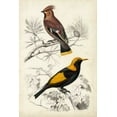 thumbnail image 2 of D Orbigny, M. Charles 17x24 Black Ornate Wood Framed with Double Matting Museum Art Print Titled - DOrbigny Birds V, 2 of 4