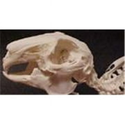 C & A Scientific  Rabbit Skeleton