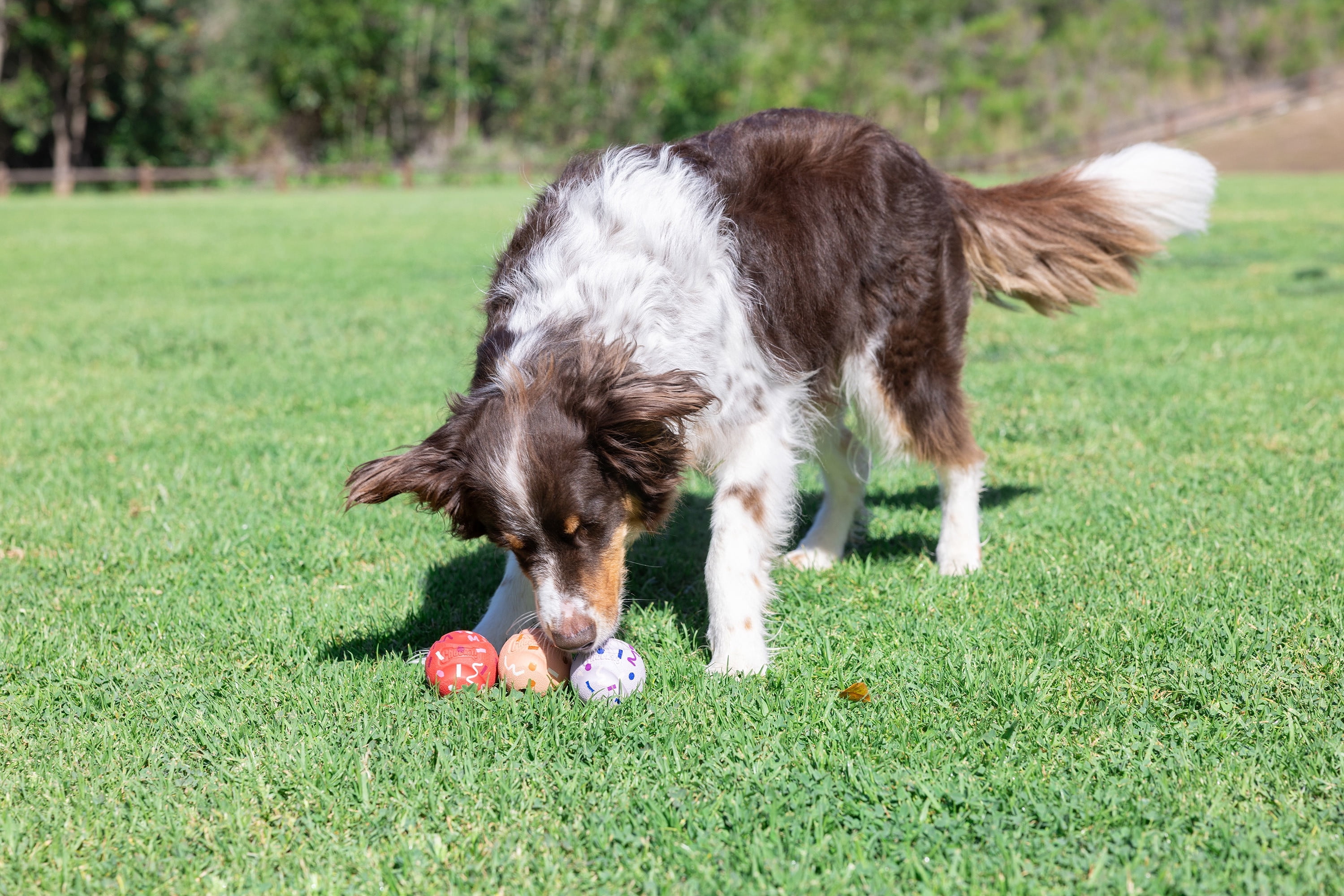 Chuckit! Birthday Fetch Medley Dog Balls, Medium 2.5", Pack of 3 – Birthday‑Scented Rubber Fetch Toys for Dogs 20–60 lb